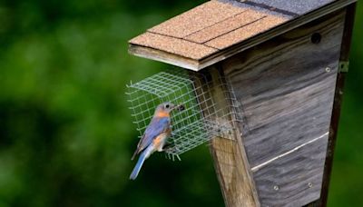 Metroparks Meetup: How nesting boxes brought back the bluebird