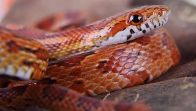 Travel nightmare: Man caught smuggling over 100 live snakes in his pants