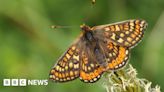 Nature: Conservation team reintroduces rare butterfly to Wales