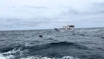 宜花東啟動友善賞鯨遊程 龜山島北側收錄到珍貴海豚音