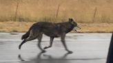 Wolf hybrid on the loose sparks warning, California cops say. ‘Do not approach’