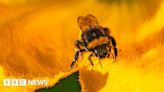 Something has gone wrong for insects, says Cambridgeshire charity