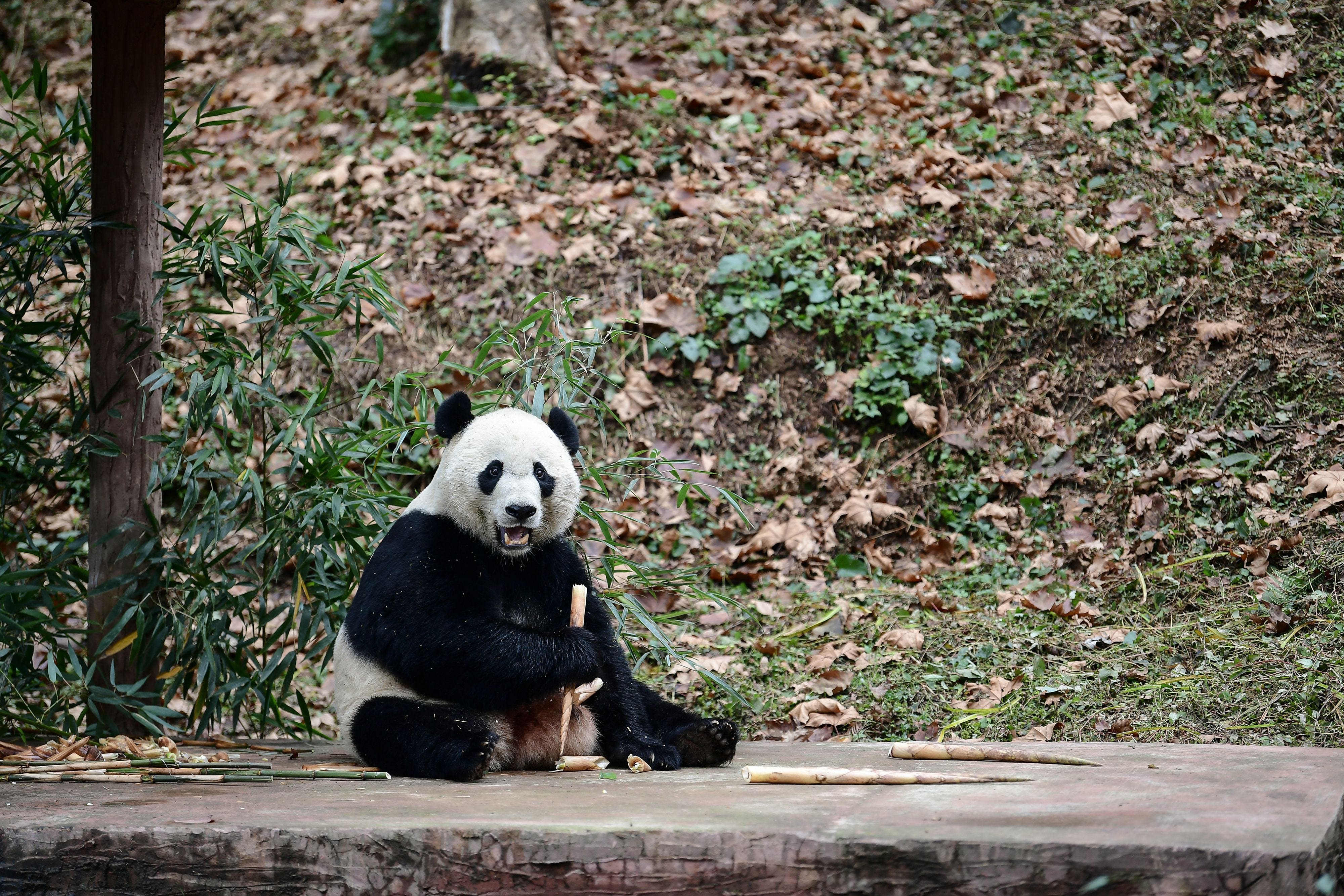 Giant pandas return to nation's capital by end of year | The Excerpt