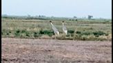 UP state bird’s growth story: Sarus census reflects encouraging trend after first round