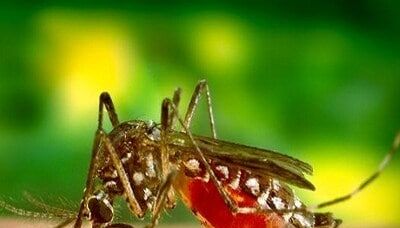 Rising cases of mosquito-borne diseases alarms authorities in Maharashtra
