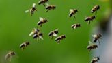 Watch: Bees take over a Queens subway station during rush hour