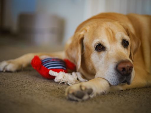 Senior Labrador Who Loves 'Watching the Neighborhood' Is the Best Little Guard Queen