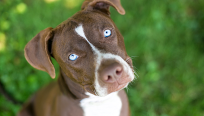 'Used and Discarded' Shelter Pit Bull Keeps Watching All Her Friends Go Home & It's So Sad