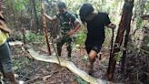 Horrified husband discovers his wife has been EATEN by python