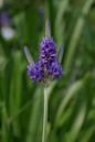 Lavandula multifida