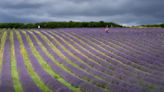 Lavender farm open to public