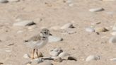 Oldest living endangered Great Lakes piping plover spotted at Sleeping Bear Dunes