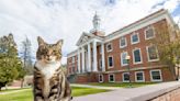 Max the friendly cat awarded honorary degree by US university