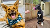 Consider adopting a rescue from a Seattle-area animal shelter