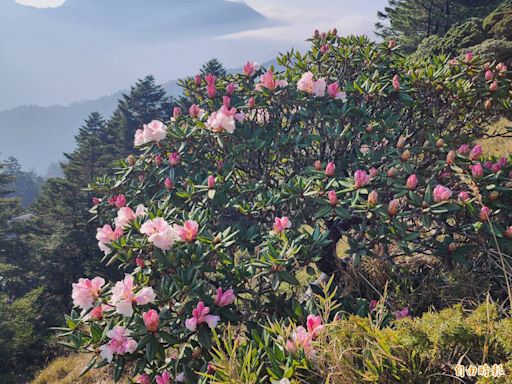 玉山杜鵑吸睛 強震後合歡山花季車流逐漸回來了