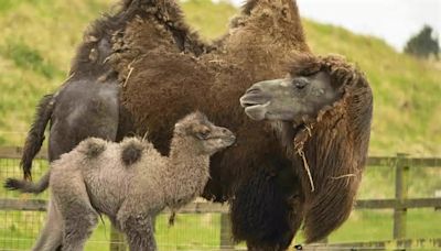 Fluffy newborn baby camel trots around paddock and bonds with mum and dad in adorable video footage