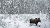 Caught in 4K: Sask. men charged after poaching revealed in YouTube video