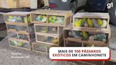 VÍDEO: PRF encontra mais de 100 pássaros exóticos dentro de gaiolas em caixas de papelão na caçamba de caminhonete no RS