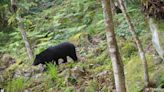 台灣黑熊「誤觸套索陷阱」已6死 監院促農業部、原民會改進
