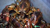 Lobster prices at the wharf hit $18 a pound in Nova Scotia