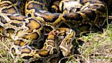 Burmese Python in Florida: Hard wins in the battle against invasive snake