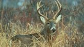 Deadly wildlife disease found in deer carcass in SC. Trophy hunters face charges