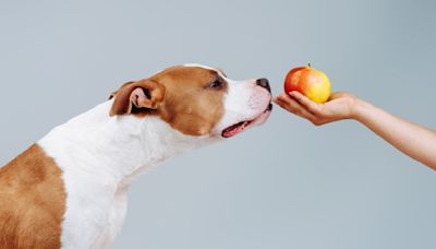 狗狗可以吃香蕉嗎？可以吃花椰菜嗎？一次看狗狗的「NG、OK食物」+3大飲食建議 | 蕃新聞