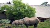 How to Keep an Endangered Rhino Warm in Winter? Try a Heat Pump
