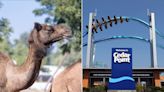 Park guests flee as 2 camels escape enclosure, kick at patrons at Cedar Point amusement park