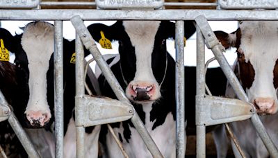 Farmworkers face high-risk exposures to bird flu, but testing isn’t reaching them