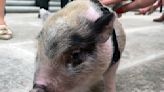 Adoptan e indultan en el Capitolio de Luisiana a un pequeño cerdo que era arrojado como balón