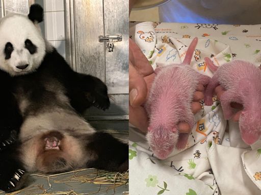 Joy as Ying Ying gives birth to twin pandas - RTHK