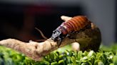 Looking for a Valentine's Day gift idea? Name a roach after your loved one...or your ex