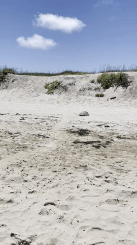 Video shows a sea turtle ‘dancing’ on Hatteras Island