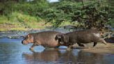 Hippos can fly, briefly