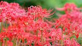 Hurricane lilies are easy to grow in Florida. Here's how | Gardening