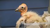 Caring for condor triplets! Record 17 chicks thrive at L.A. Zoo under surrogacy method