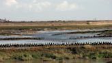 New research calls for the protection of UK saltmarshes