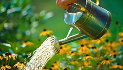 ‘Common’ watering mistakes to avoid in spring and summer or risk plants dying