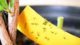 Try these easy DIY remedies to get rid of gnats for good