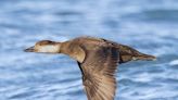 Deep-diving scoters, found largely around the Great Lakes, spotted in central Ohio