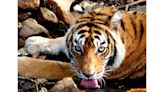 Global Tiger Day 2024 | Coffee table book pays tribute to Ranthambore's Machhli, once the most photographed tiger on Earth