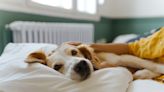 The Real Reason Why Dogs Like To Sleep in Their Owners’ Beds