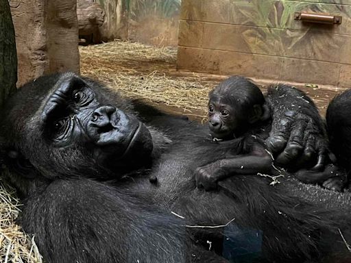 Columbus Zoo and Aquarium Welcomes Critically Endangered Gorilla Baby: They're 'Absolutely Precious'