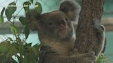 Koala duo Brumby and Willum make their debut at Brookfield Zoo Chicago