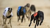 Sunfire Honey and Sophie seal double for Ryan at Enniscorthy greyhound stadium