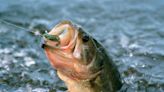 Smallmouth bass records have fallen repeatedly in recent years. Here's why