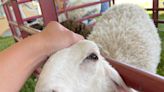 14th Annual Kentucky Sheep and Fiber Festival - ABC 36 News