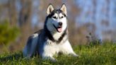 Siberian Huskies v. Alaskan Malamutes: How to Distinguish Between These Arctic Cousins
