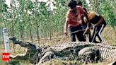 Freakaboo! crocs pop out of drains in Vadodara | Ahmedabad News - Times of India